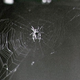 Image for article titled The First Animals In Space